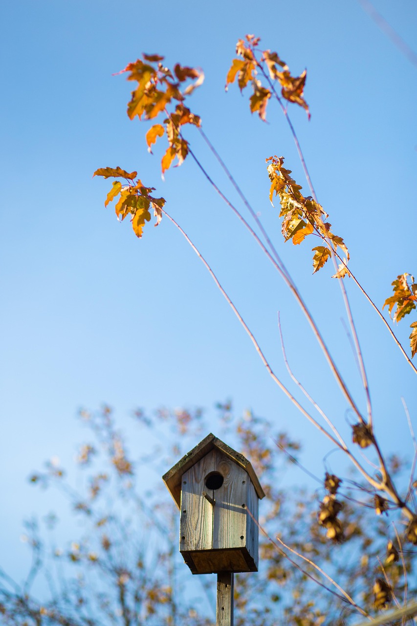 DIY : construire un nichoir à oiseaux pour débutants découvrez tout sur les birdhouses : conseils pour choisir, installer et entretenir votre nichoir afin d’attirer les oiseaux dans votre jardin. offrez-leur un abri sûr et naturel !