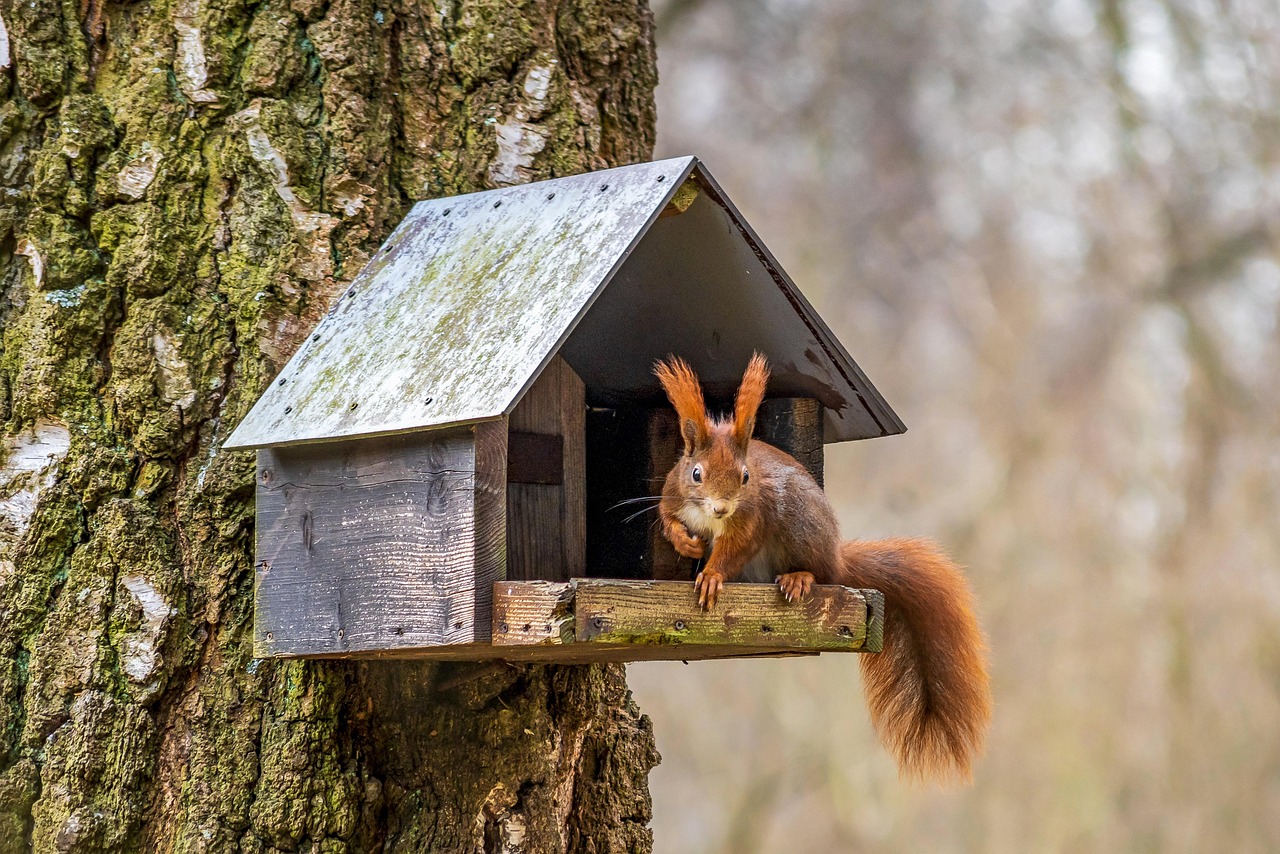 DIY : construire un nichoir à oiseaux pour débutants découvrez tout sur les birdhouses : conseils de fabrication, choix des matériaux, installation et astuces pour attirer les oiseaux dans votre jardin. créez un refuge naturel et observez la faune locale facilement !