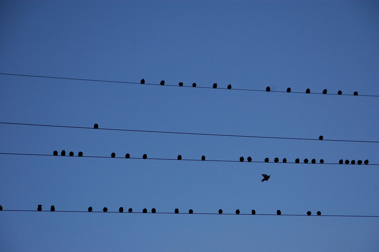 découvrez nos solutions de cloisons sèches pour aménager vos espaces rapidement et efficacement. idéal pour bureaux, commerces ou habitations.