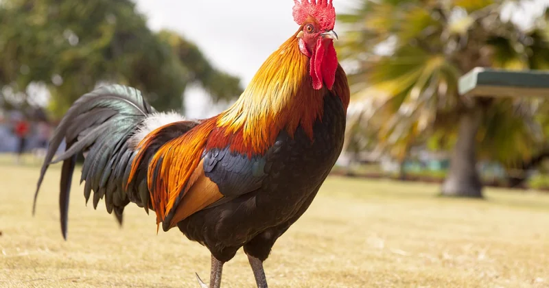 Quel est le temps de cuisson pour des aiguillettes de poulet ?