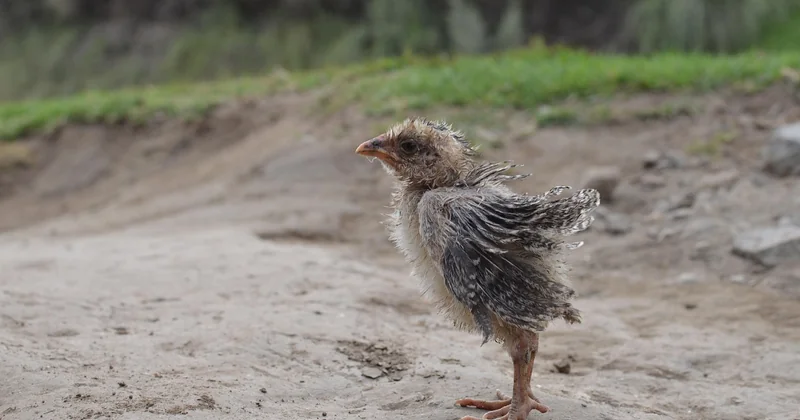 Comment cuire des aiguillettes de poulet pour qu'elles soient tendres ?