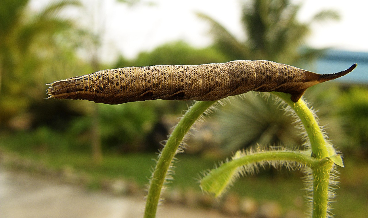 apprenez comment remplacer un mitigeur de cuisine facilement grâce à notre guide étape par étape, adapté à tous les niveaux de bricolage.